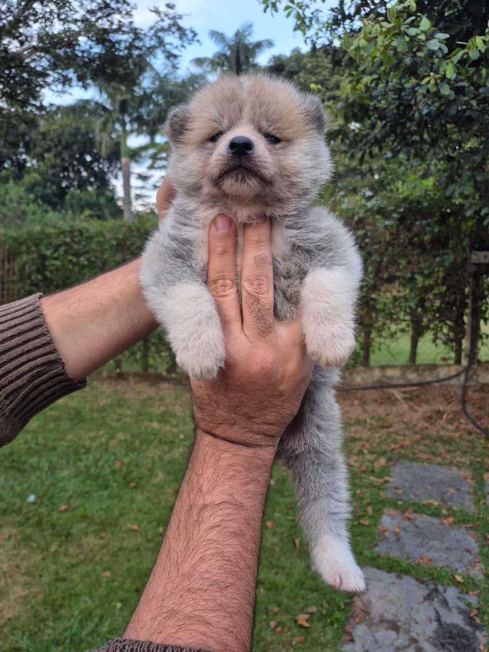 AKITA INU