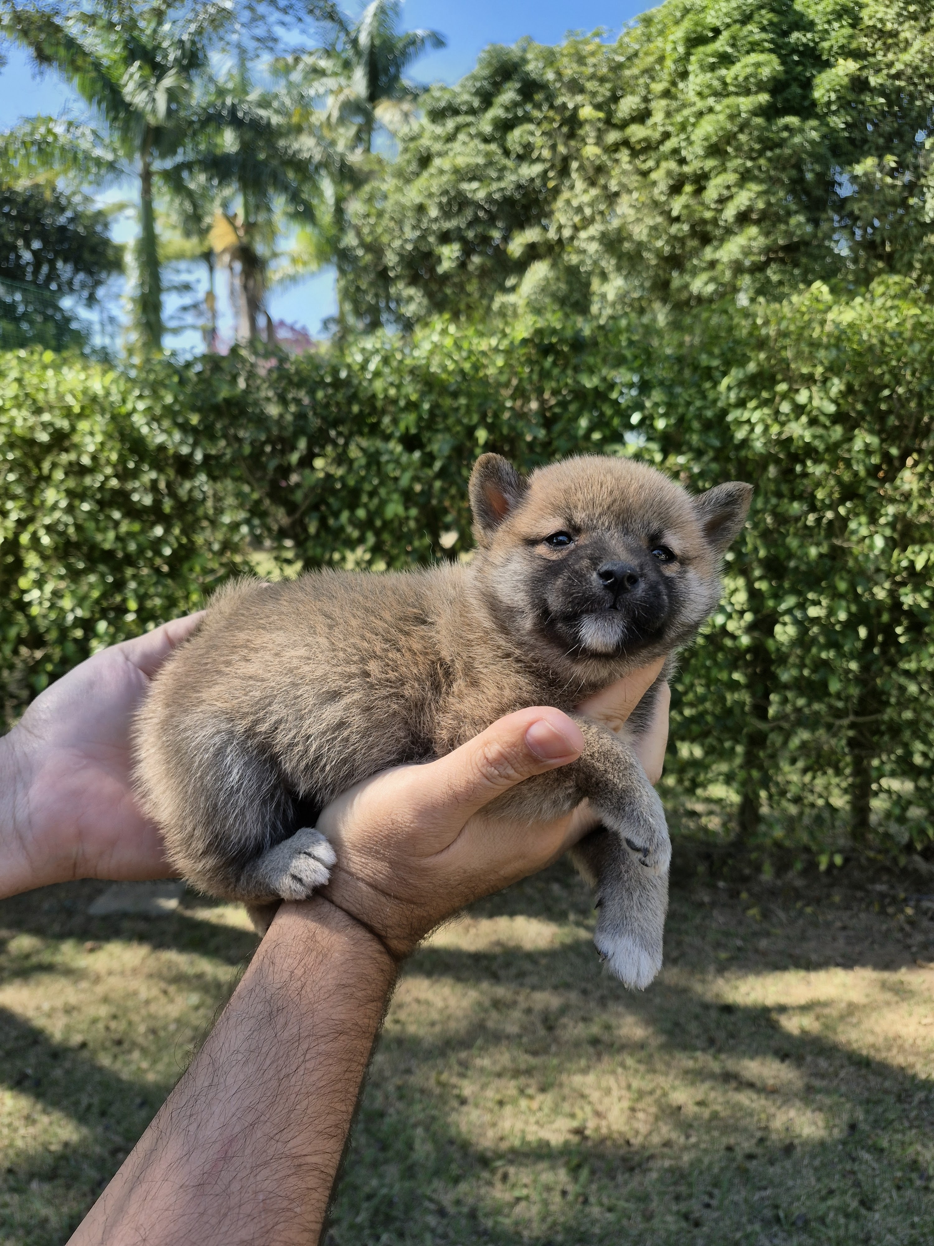 SHIBA INU