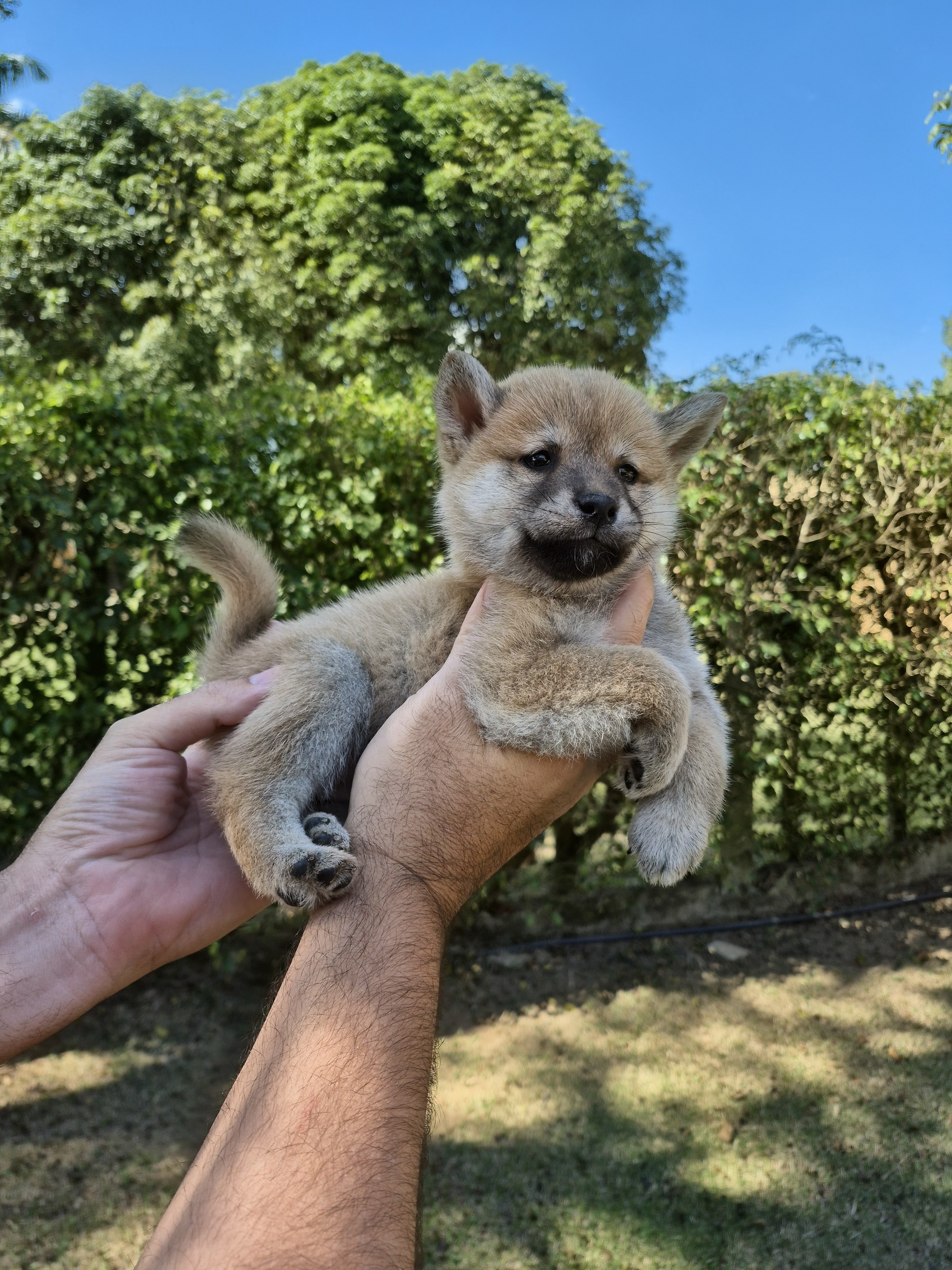 SHIBA INU