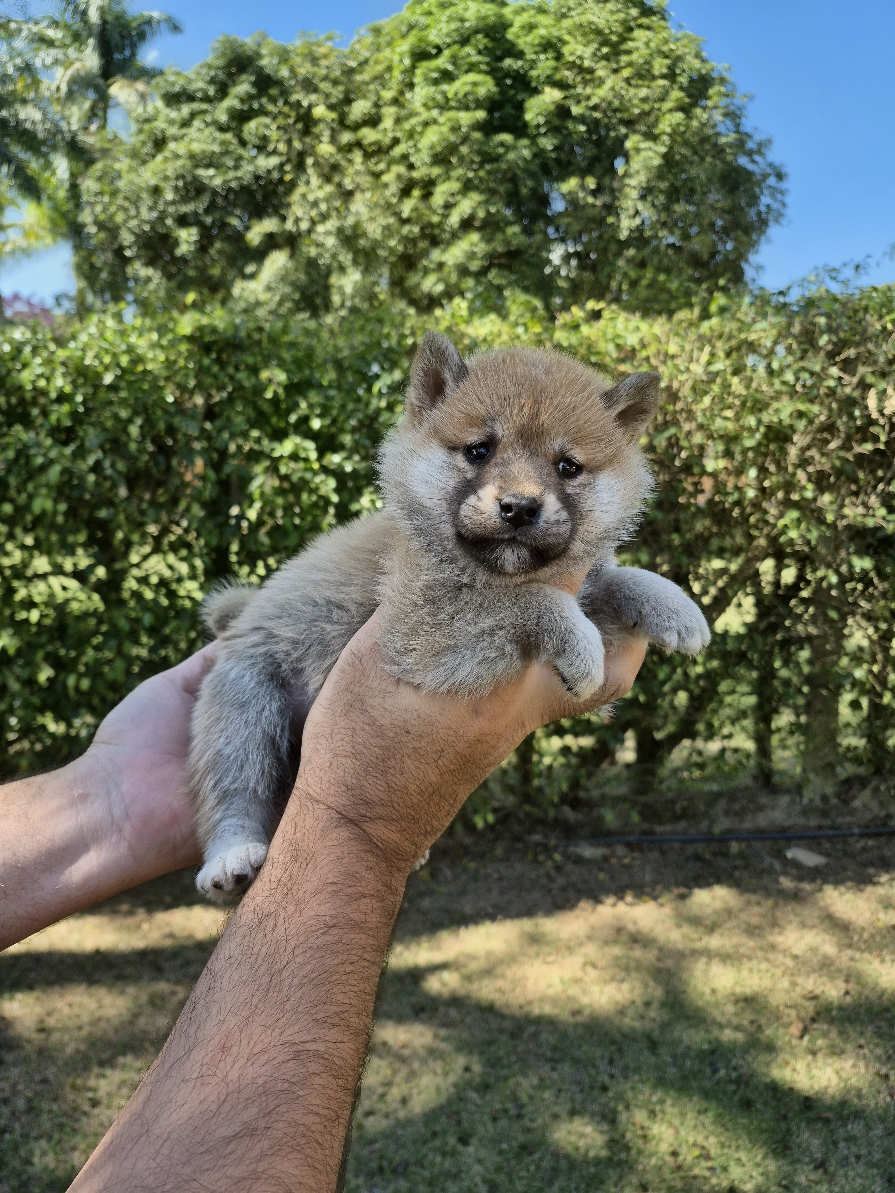 SHIBA INU