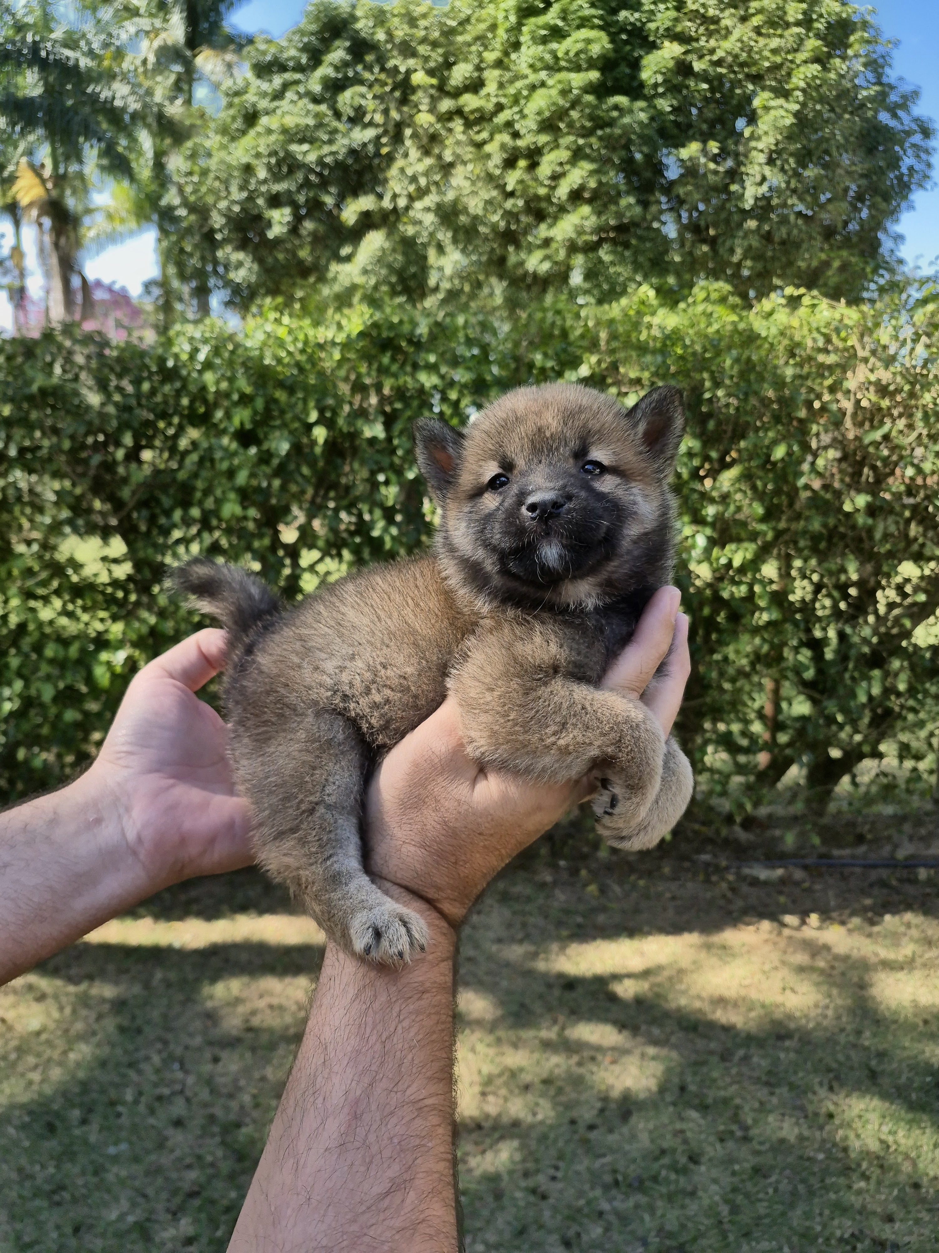 SHIBA INU