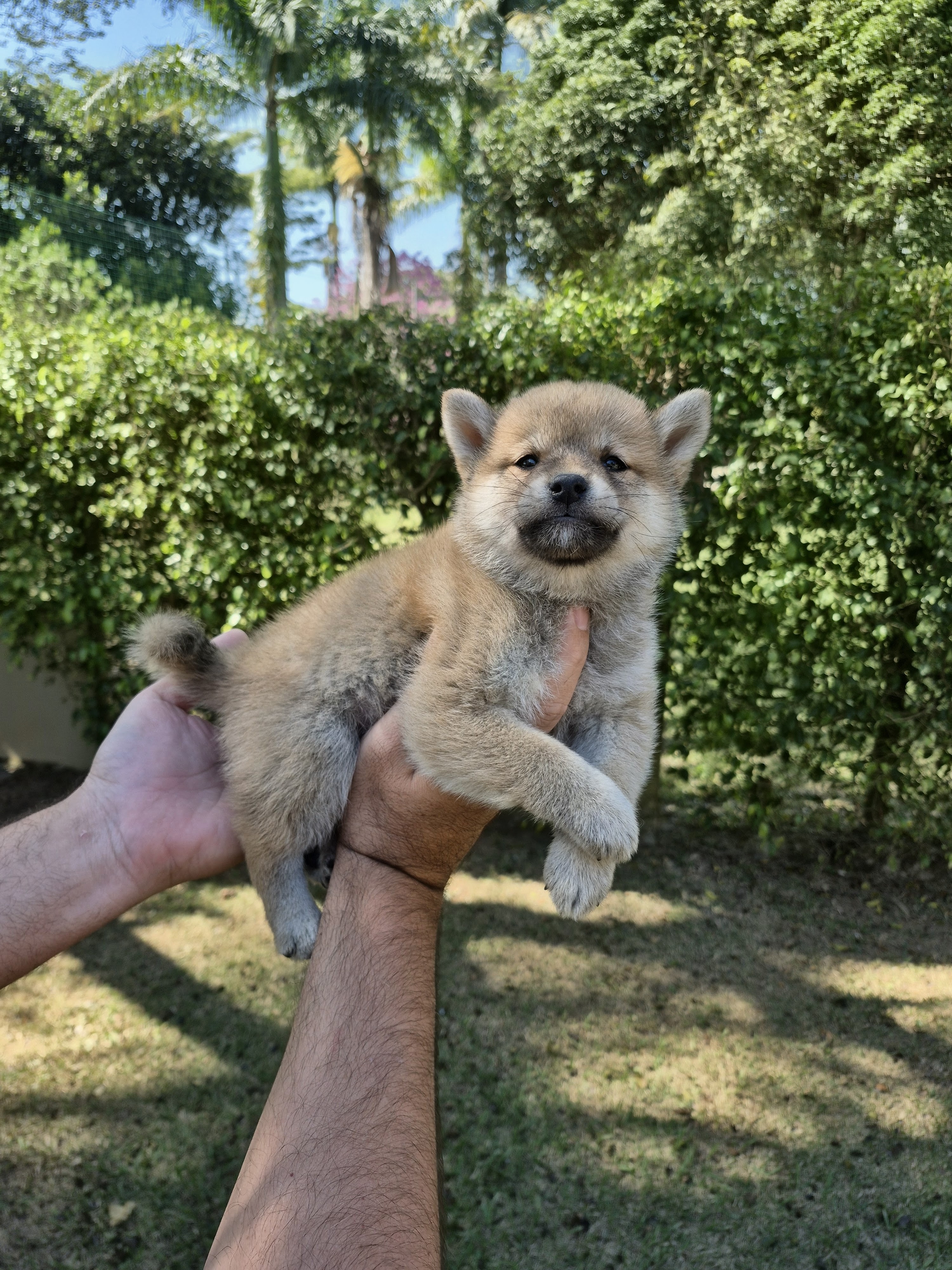 SHIBA INU