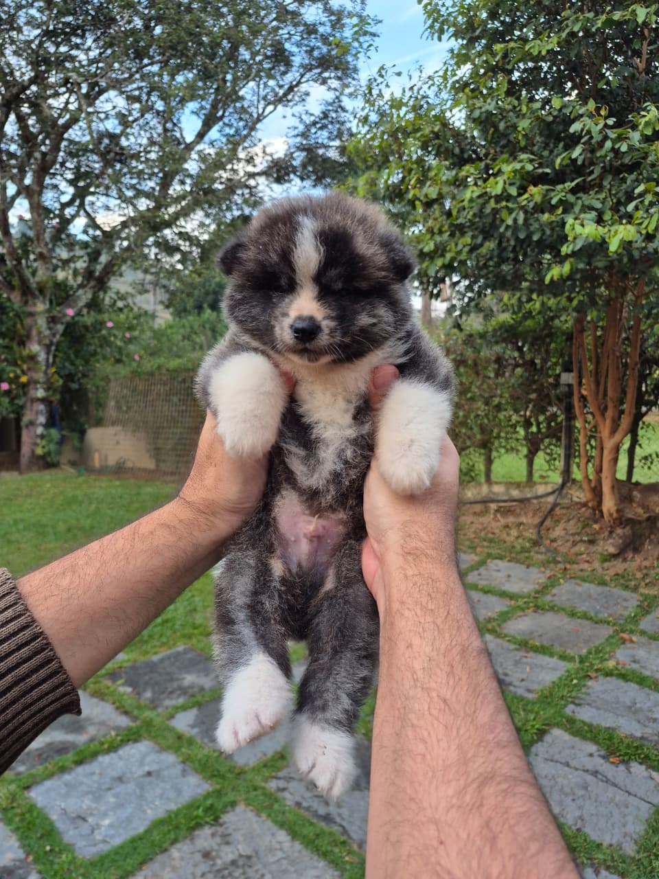 AKITA INU