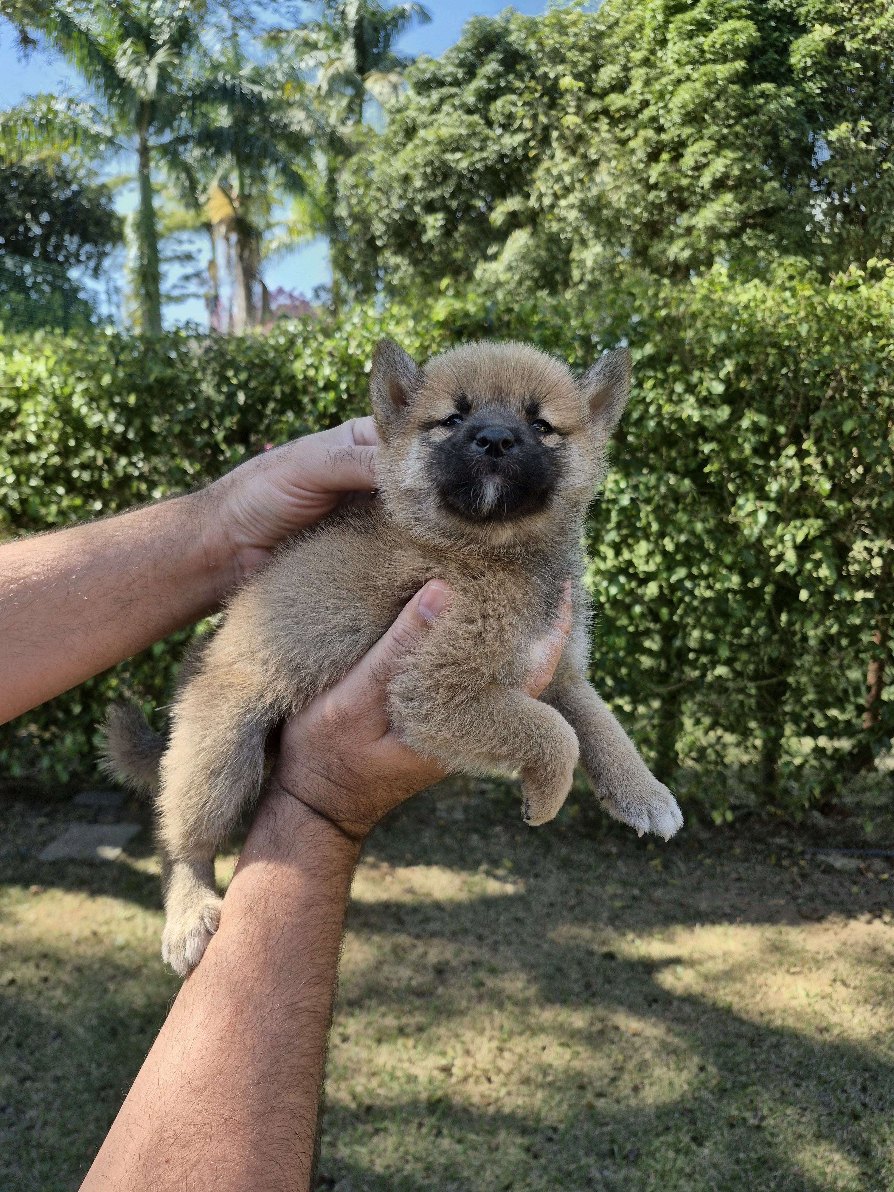SHIBA INU